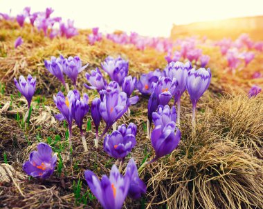 Bahar uyanış kar mor bitkisi çiçeği. 