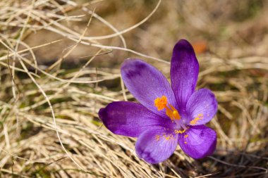 Bahar uyanış kar mor bitkisi çiçeği. 