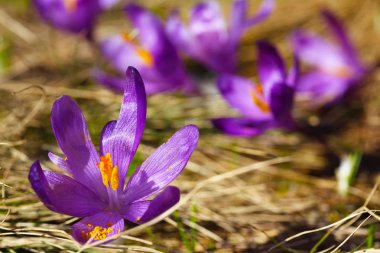 Bahar uyanış kar mor bitkisi çiçeği.
