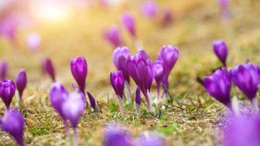 Bahar uyanış kar mor bitkisi çiçeği.