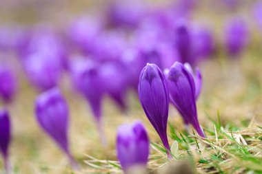 Bahar uyanış kar mor bitkisi çiçeği. 