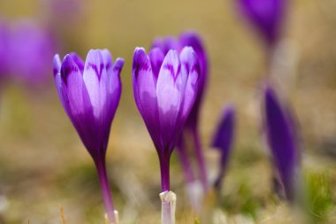Bahar uyanış kar mor bitkisi çiçeği. 