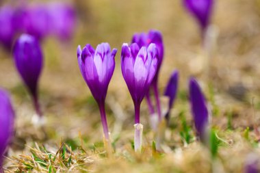 Bahar uyanış kar mor bitkisi çiçeği.