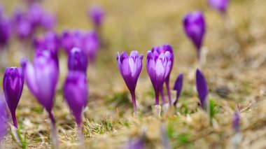Bahar uyanış kar mor bitkisi çiçeği.