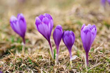 Bahar uyanış kar mor bitkisi çiçeği. 