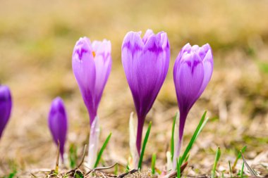 Bahar uyanış kar mor bitkisi çiçeği.