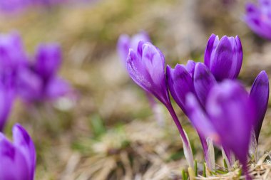 Bahar uyanış kar mor bitkisi çiçeği.