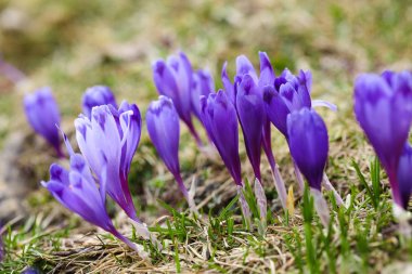Bahar uyanış kar mor bitkisi çiçeği.