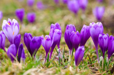 Bahar uyanış kar mor bitkisi çiçeği.
