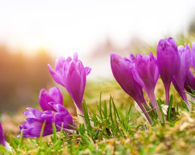 Bahar uyanış kar mor bitkisi çiçeği.