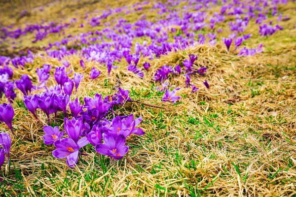 Purple crocus flowers in snow awakening in spring — Stock Photo, Image