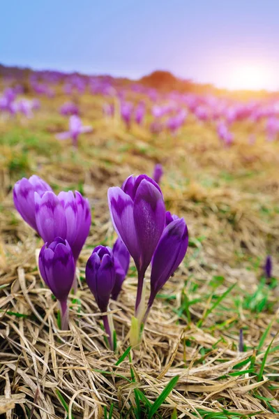 Fiori di croco viola nella neve risveglio in primavera — Foto Stock