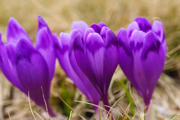 Fleurs de crocus violet dans la neige éveil au printemps — Photo