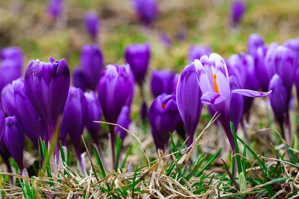 Fleurs de crocus violet dans la neige éveil au printemps — Photo