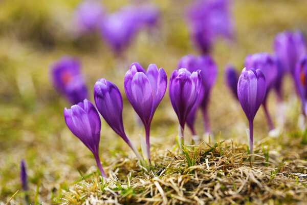 Purple crocus flowers in snow awakening in spring 