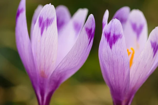 Purple crocus flowers in snow awakening in spring — Stock Photo, Image