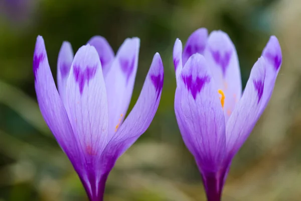 Fioletowy Krokus kwiaty w śniegu przebudzenie wiosny — Zdjęcie stockowe