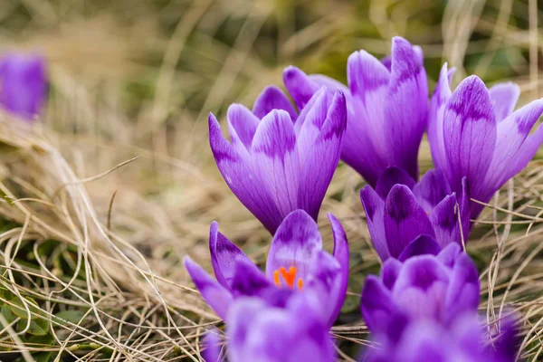 Пурпурные крокус цветы в снегу просыпаясь весной — стоковое фото