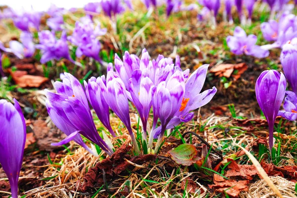 Paarse crocus bloemen in sneeuw ontwaken in de lente — Stockfoto