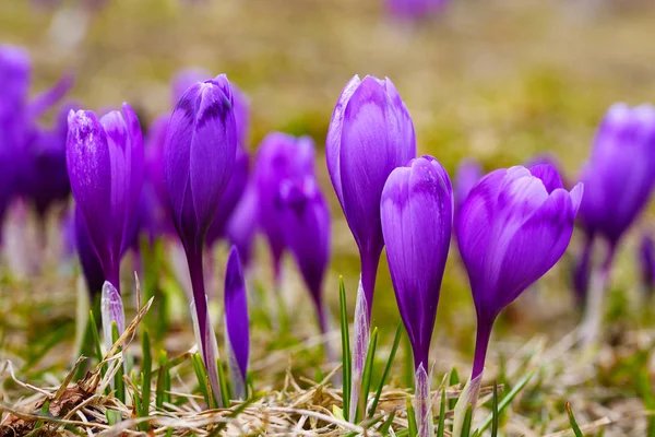 Fleurs de crocus violet dans la neige éveil au printemps — Photo