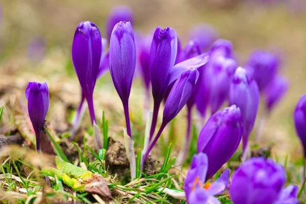 Fleurs de crocus violet dans la neige éveil au printemps — Photo