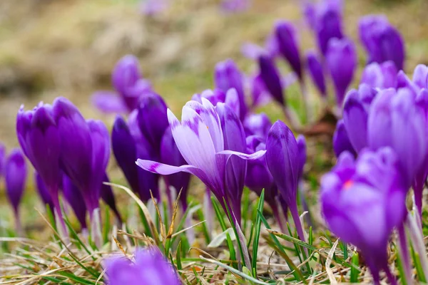 Пурпурные крокус цветы в снегу просыпаясь весной — стоковое фото