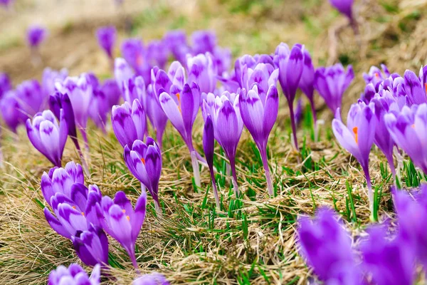 Fleurs de crocus violet dans la neige éveil au printemps — Photo