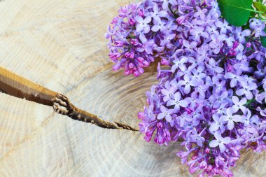 Ahşap bir vintage gemide güzel Eflatun çiçekler