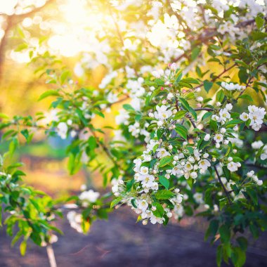 Bahar elma çiçekleri altında güneş ışığı, Bahar Çiçek bahçesinde