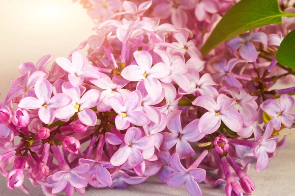 Hermosa flor lila (jeringa ) — Foto de Stock