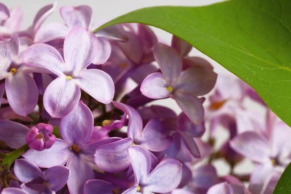 Belo lilás florescente (syringa ) — Fotografia de Stock