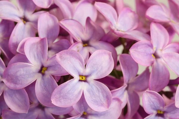 Hermosa flor lila (jeringa ) — Foto de Stock