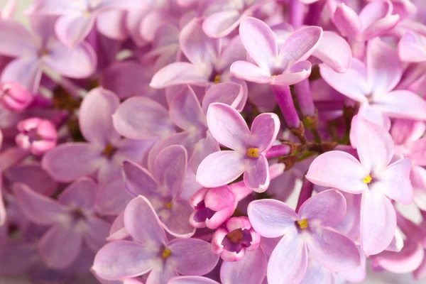 Hermosa flor lila (jeringa ) — Foto de Stock