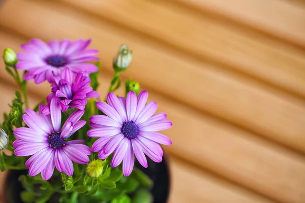 Bellissime margherite viola con spazio per testo — Foto Stock