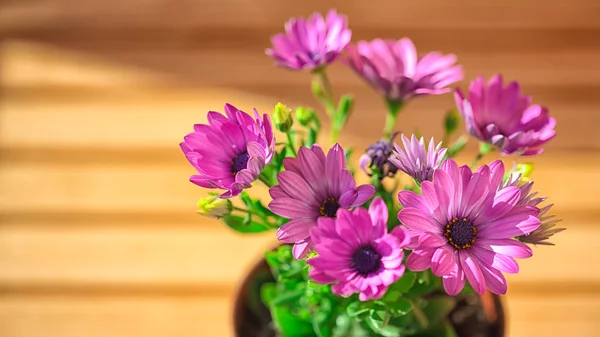 텍스트에 대 한 공간을 가진 아름 다운 자주색 꽃 — 스톡 사진