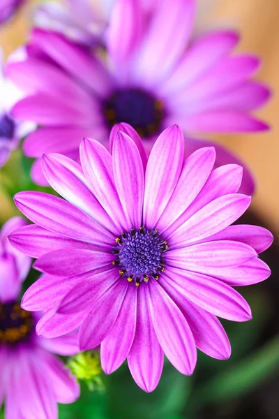 Belles marguerites violettes vibrantes — Photo