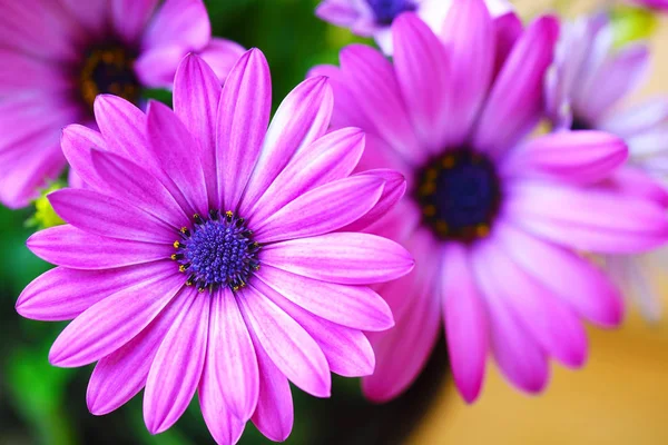 活気のある美しい紫ヒナギク. — ストック写真