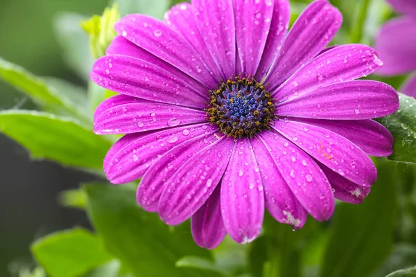 Wunderschönes lila Gänseblümchen im Morgentau — Stockfoto