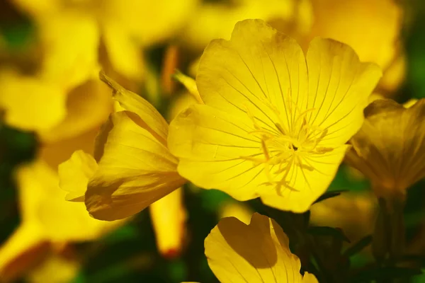 Желтый цветок закрывается днем — стоковое фото