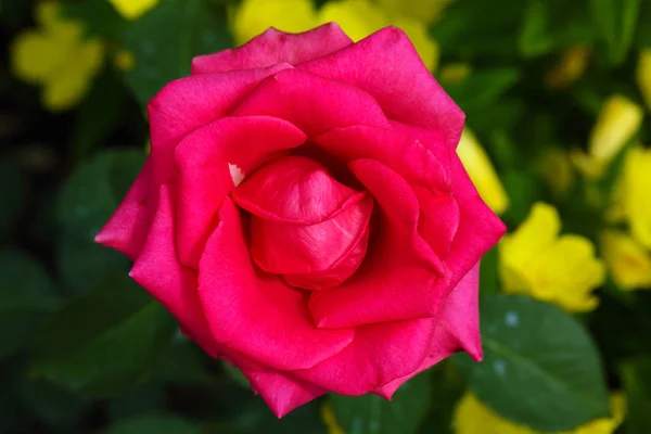 Close up of pink rose — Stock Photo, Image