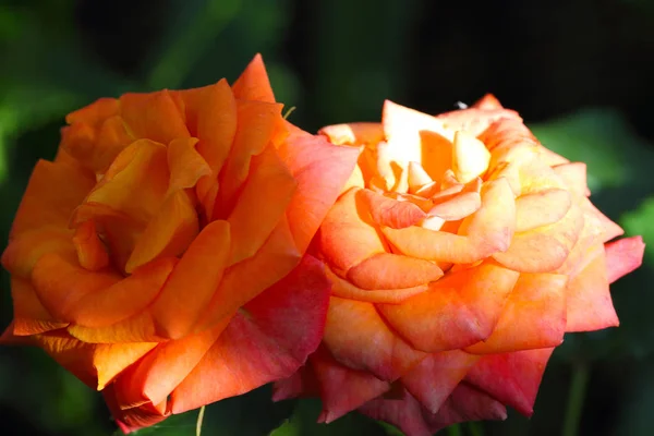 Close up of orange rose. — Stock Photo, Image