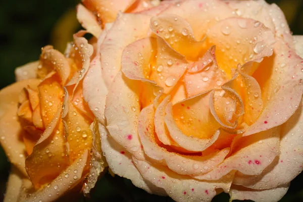 Drops of water on the rose — Stock Photo, Image