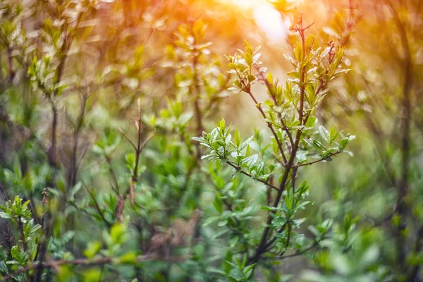 Migotliwy światła żywy kolor niewyraźne wiosna bokeh z powrotem liść — Zdjęcie stockowe