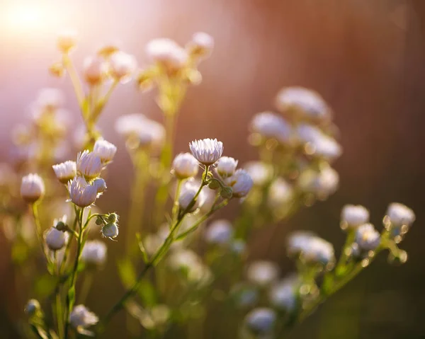 Margaridas do prado flores florescendo no dia ensolarado . Fotos De Bancos De Imagens