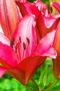 Zambak dizi arka plan.