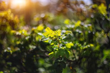 Parlayan ışıklar canlı renkler yaprak geri bokeh bahar bulanık
