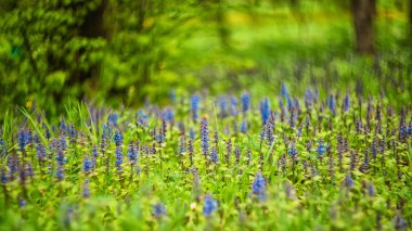 kekik kekik veya sürünen kekik