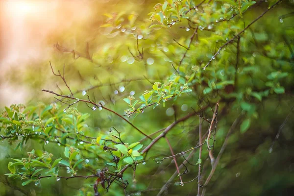 Twinkling lights vivid color blurred bokeh spring from leaf back — Stock Photo, Image