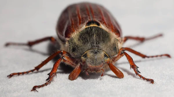 Μηλολόνθης bug. Ακραίος, γκρο πλαν — Φωτογραφία Αρχείου