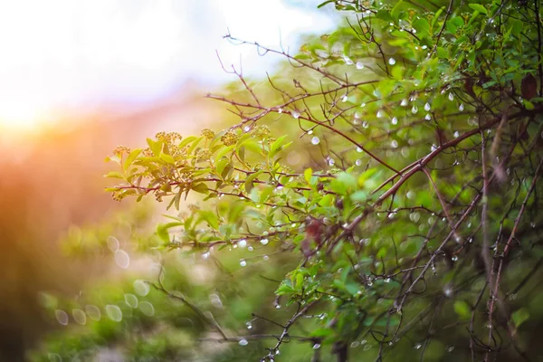 Twinkling lights vivid color blurred bokeh spring from leaf back — Stock Photo, Image